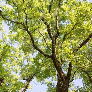 Das Bild zeigt gruene Baumkronen vor blauem Himmel.