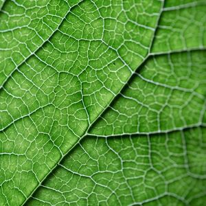 Das Foto ist eine Makroaufnahme eines grünen Blattes.