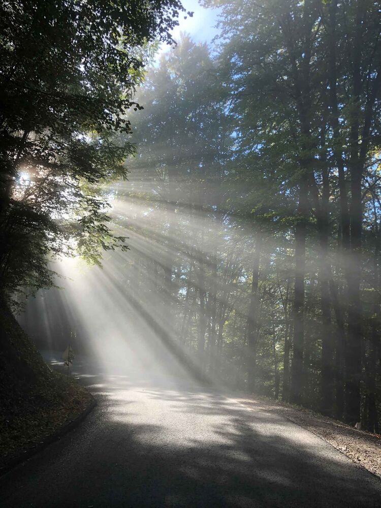 Das Foto zeigt einen Waldweg im Schatten mit Sonneneintrahlung.